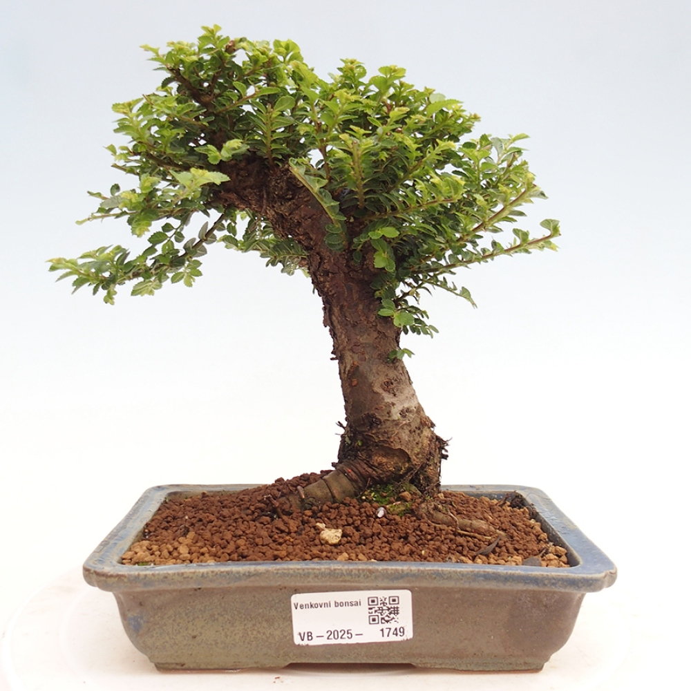 Vonkajší bonsai - Ulmus parvifolia Hokkaido - brest Činski