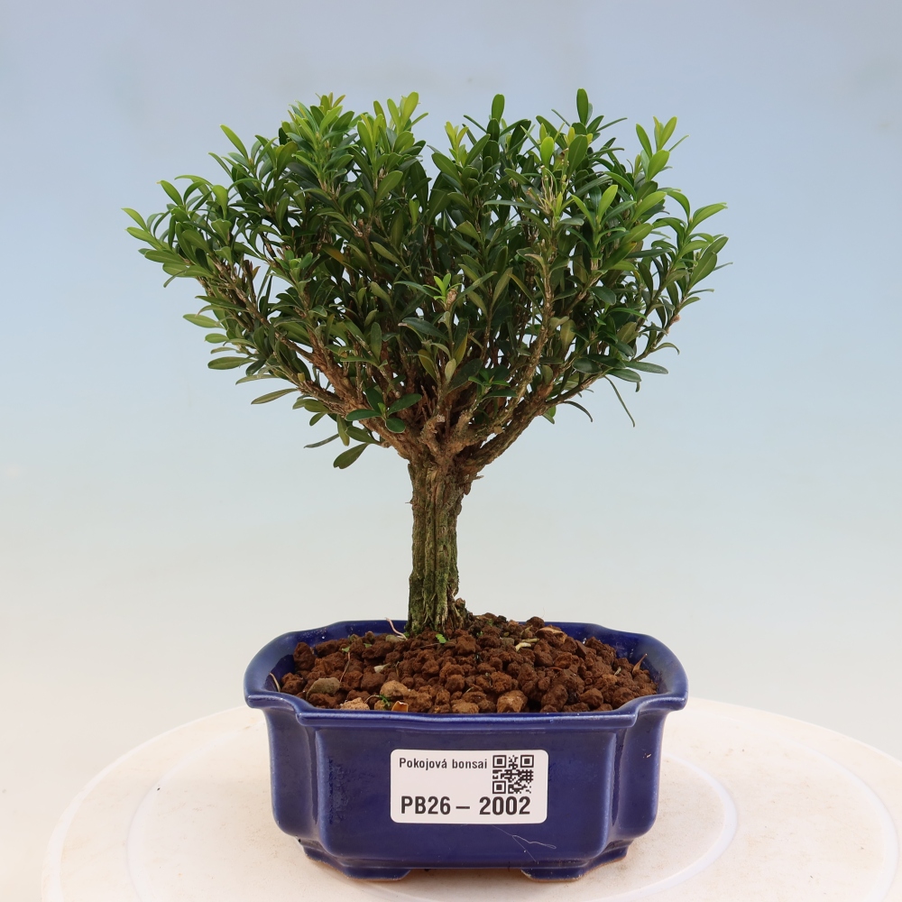 Izbové bonsaje - Buxus harlandii - korkový buxus