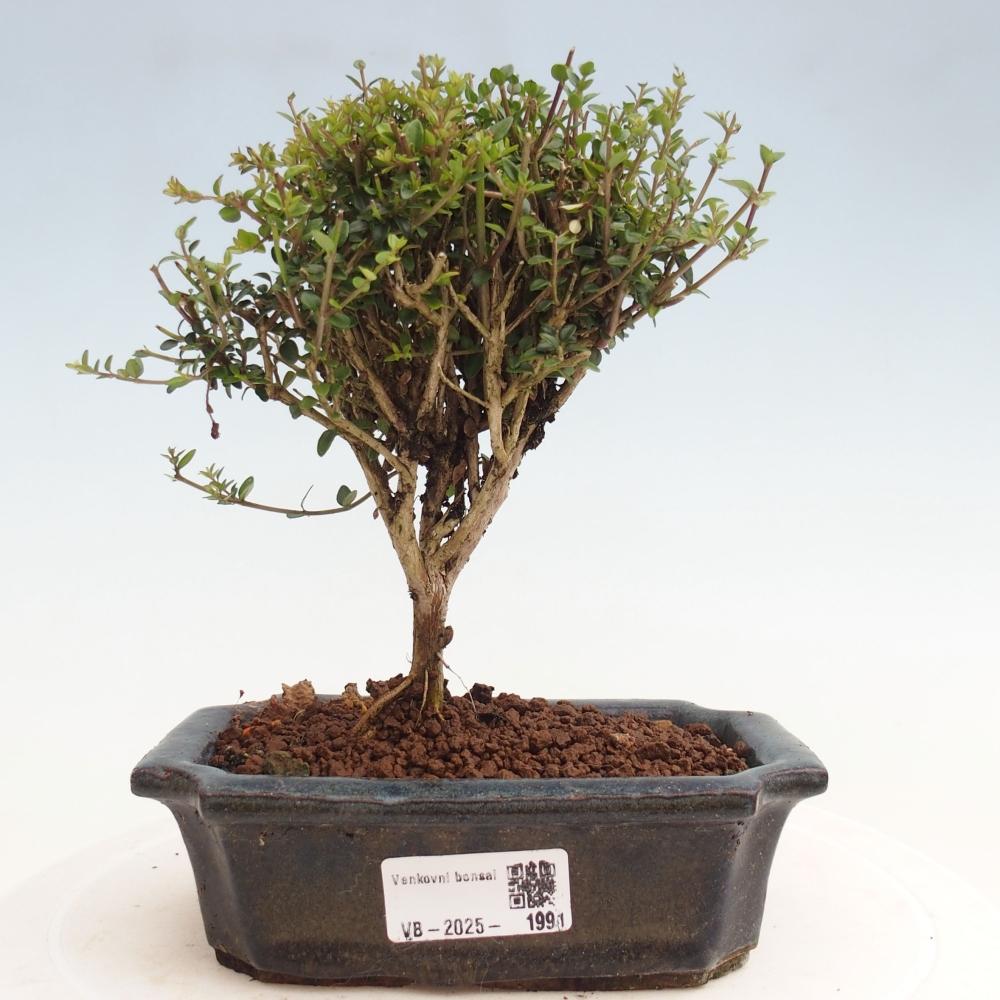 Vonkajší bonsai-Lonicera nitída Twiggy-Zimolez