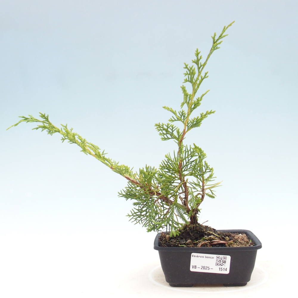 Vonkajší bonsai - Juniperus chinensis Itoigawa -Jalovec čínsky
