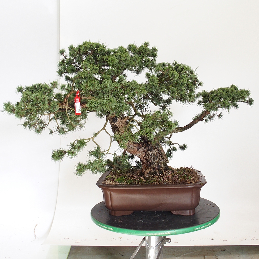 Yamadori - Pinus sylvestris Španielsko