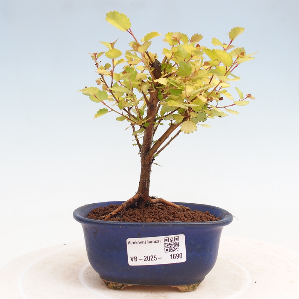 Vonkajší bonsai - breza trpasličí - Betula NANA Treasure