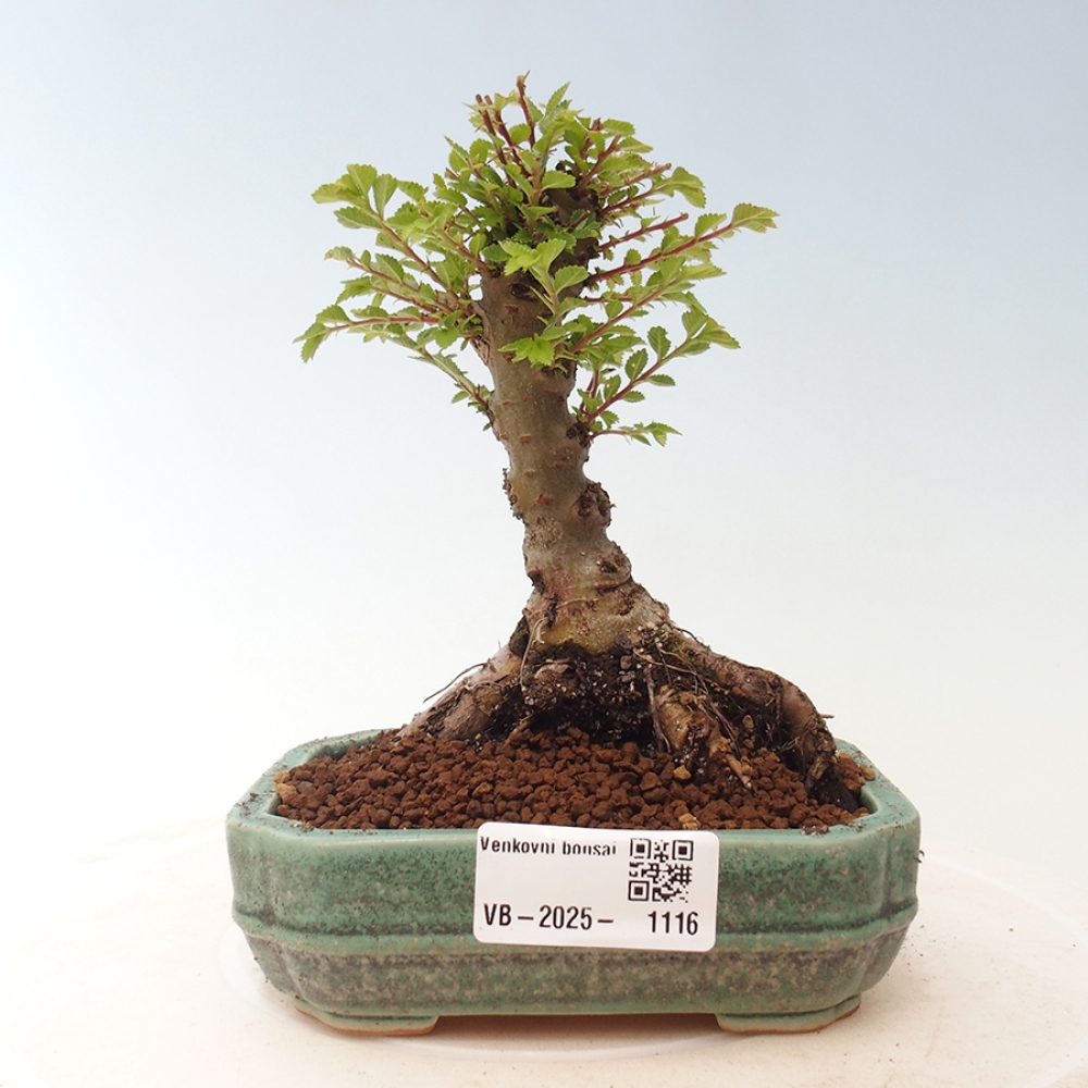 Vonkajší bonsai - Ulmus parvifolia Sagei - Malolistý brest