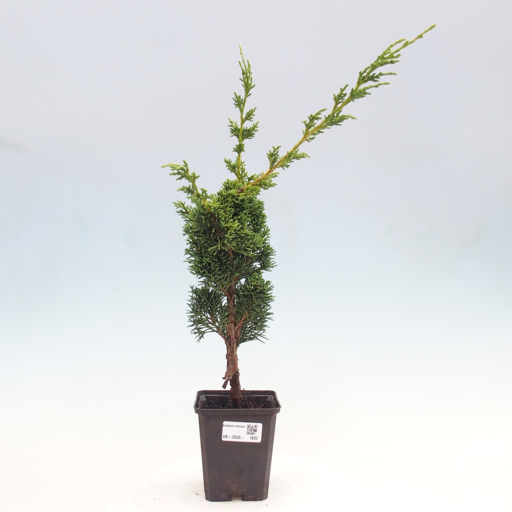 Vonkajší bonsaj - Juniperus chinensis Kishu