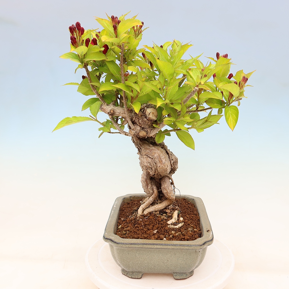 Vonkajší bonsai – Weigela subsessilis – vajgélia kórejská