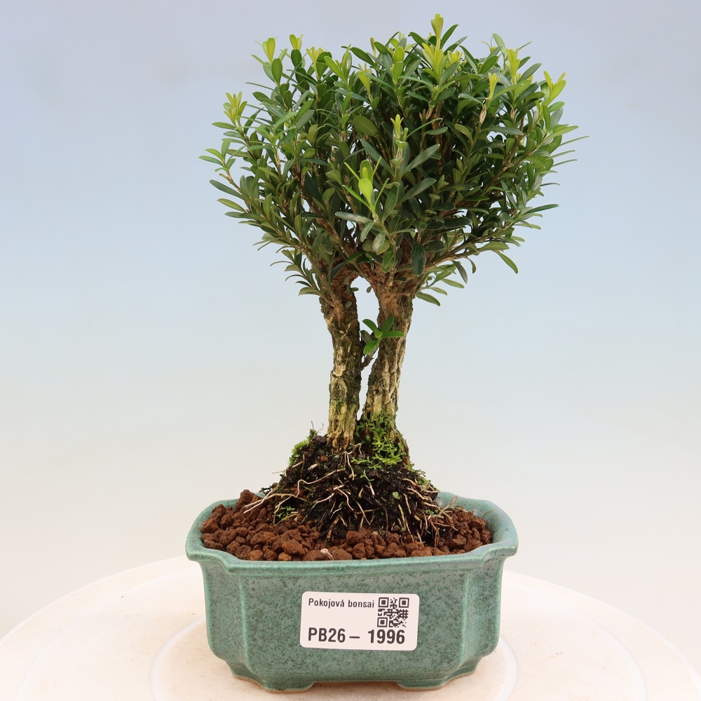 Izbové bonsaje - Buxus harlandii - korkový buxus