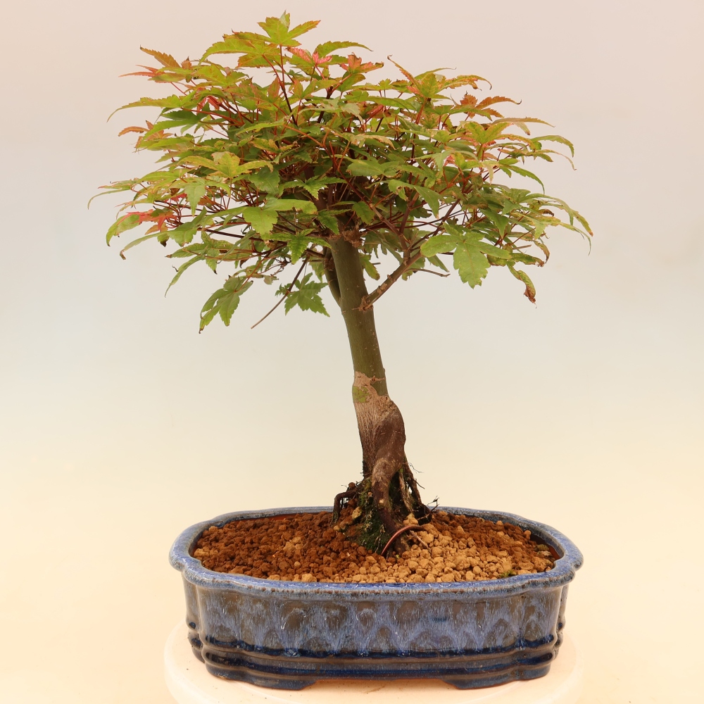 Javor poľný - Acer palmatum Beni Tsukasa