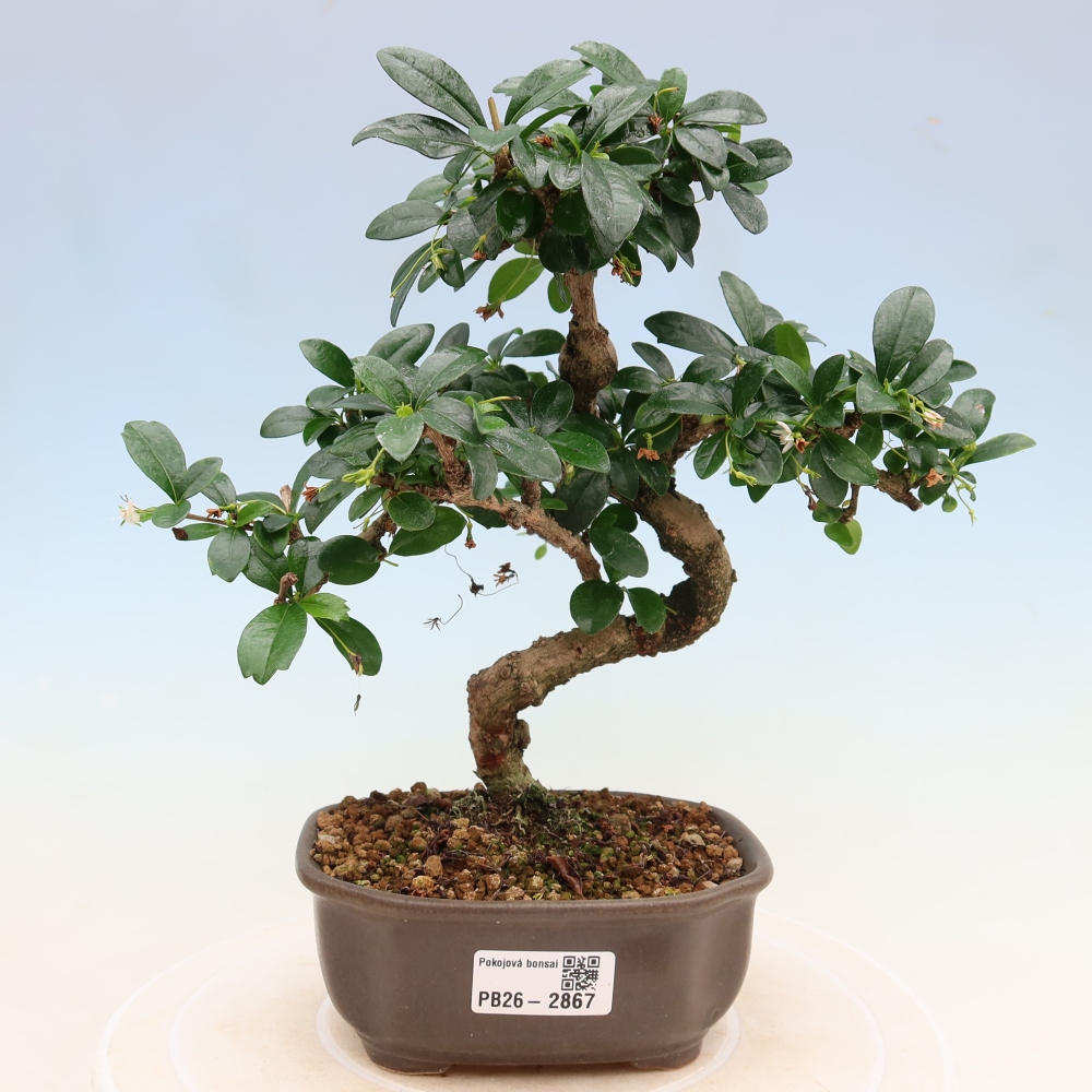 Izbové bonsaje - Carmona macrophylla - Tea fuki