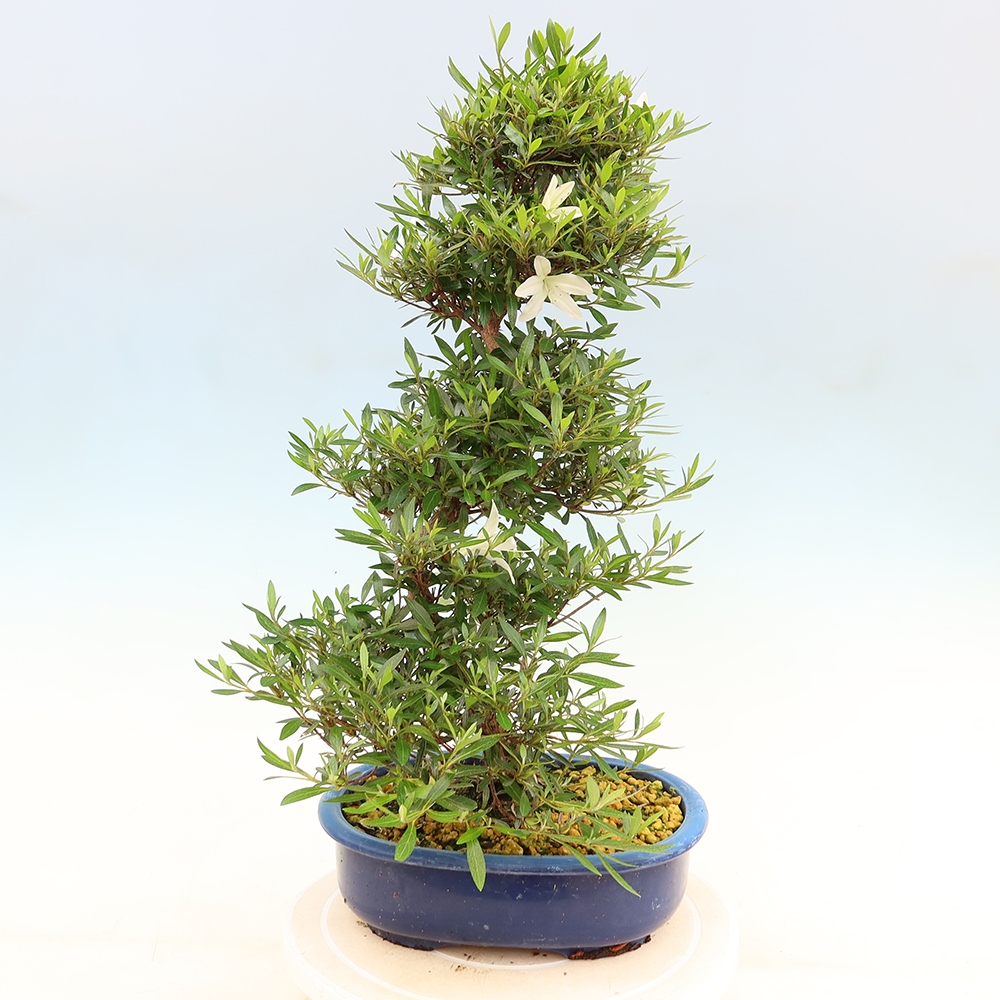 Vonkajšie bonsaje - Japonské azalky - Azalea Hakurin