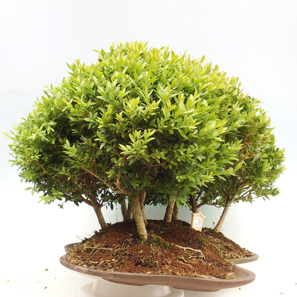 Vonkajšie bonsai - Buxus sempervirens - krušpán