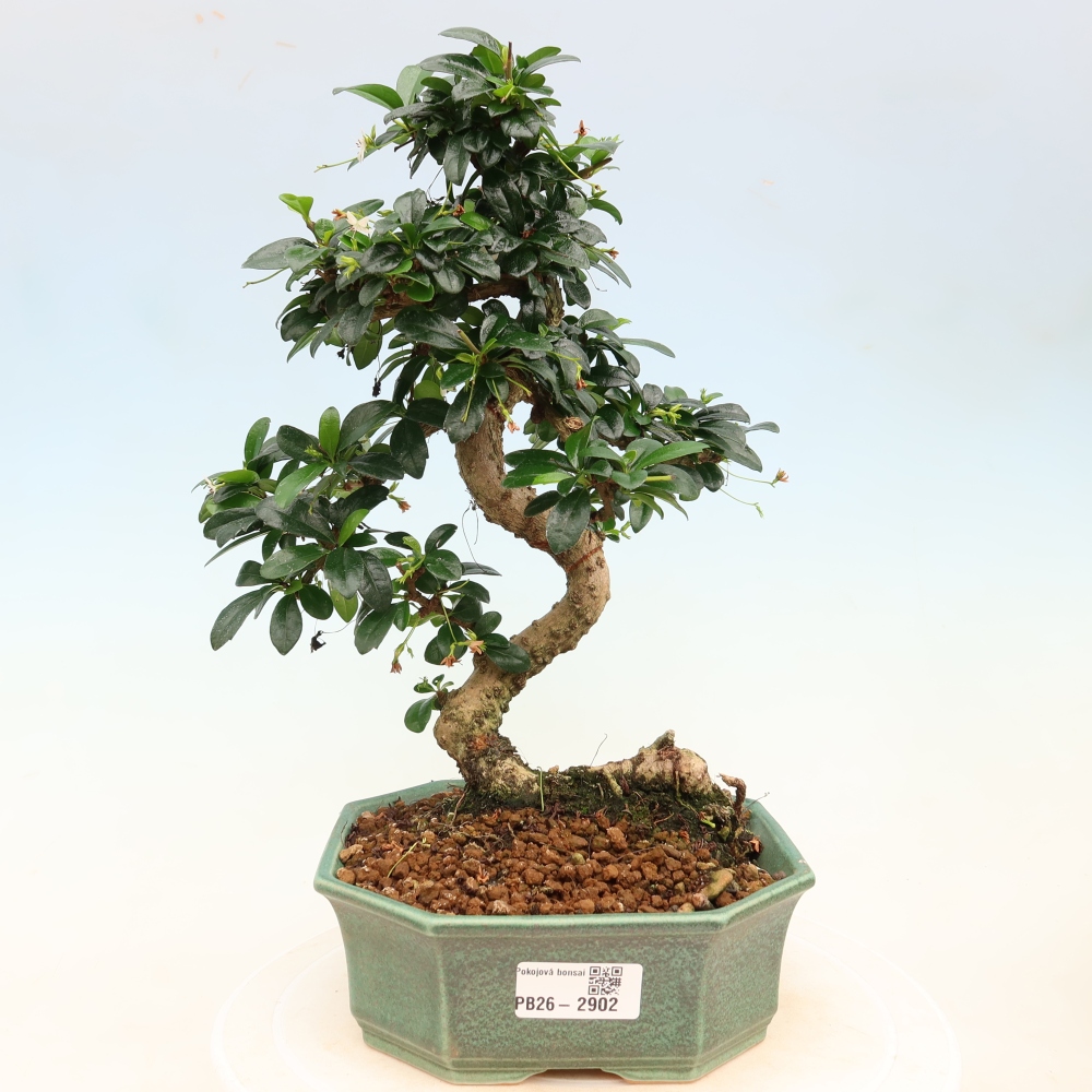 Izbové bonsaje - Carmona macrophylla - Tea fuki