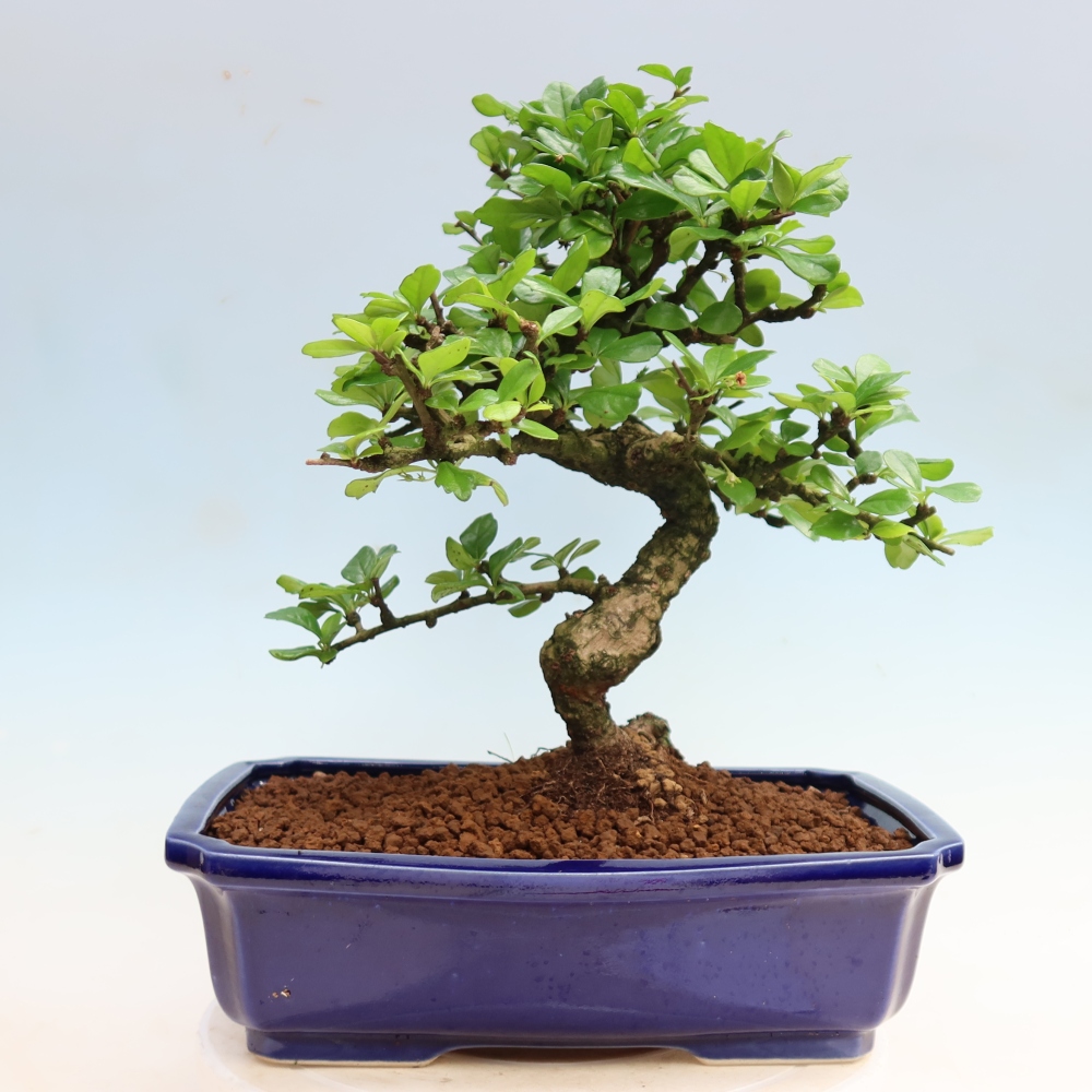 Izbové bonsaje - Carmona macrophylla - Tea fuki