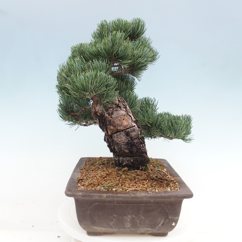 Vonkajšie bonsai - Pinus parviflora - Borovica drobnokvetá