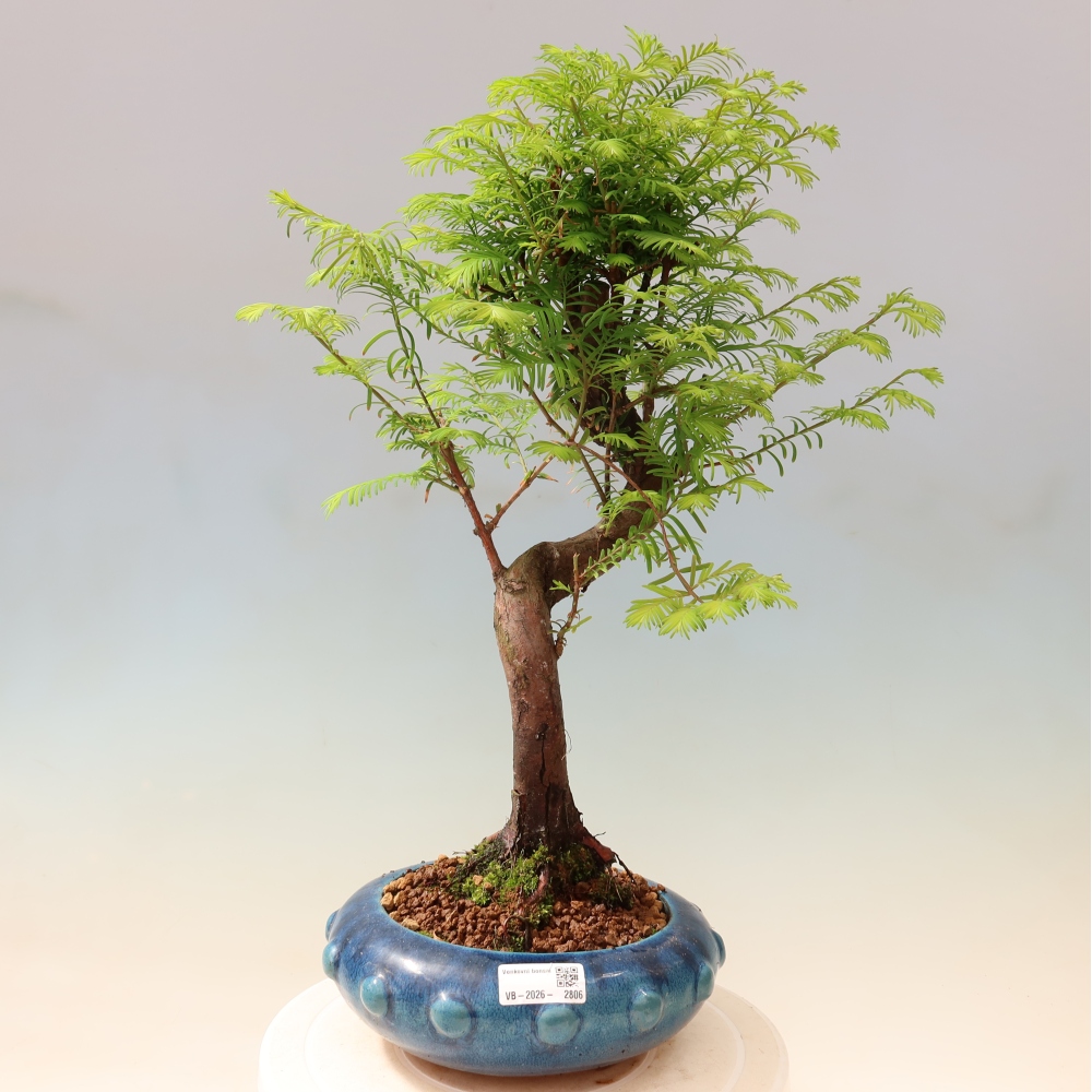 Vonkajšie bonsaje - Metasequoia glyptostroboides - čínska metasekvoja