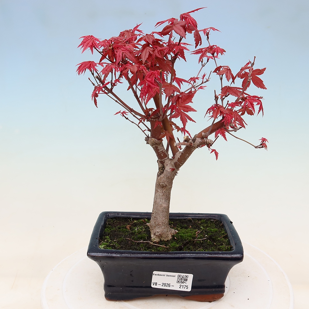 Vonkajší bonsaj - Acer palmatum DESHOJO