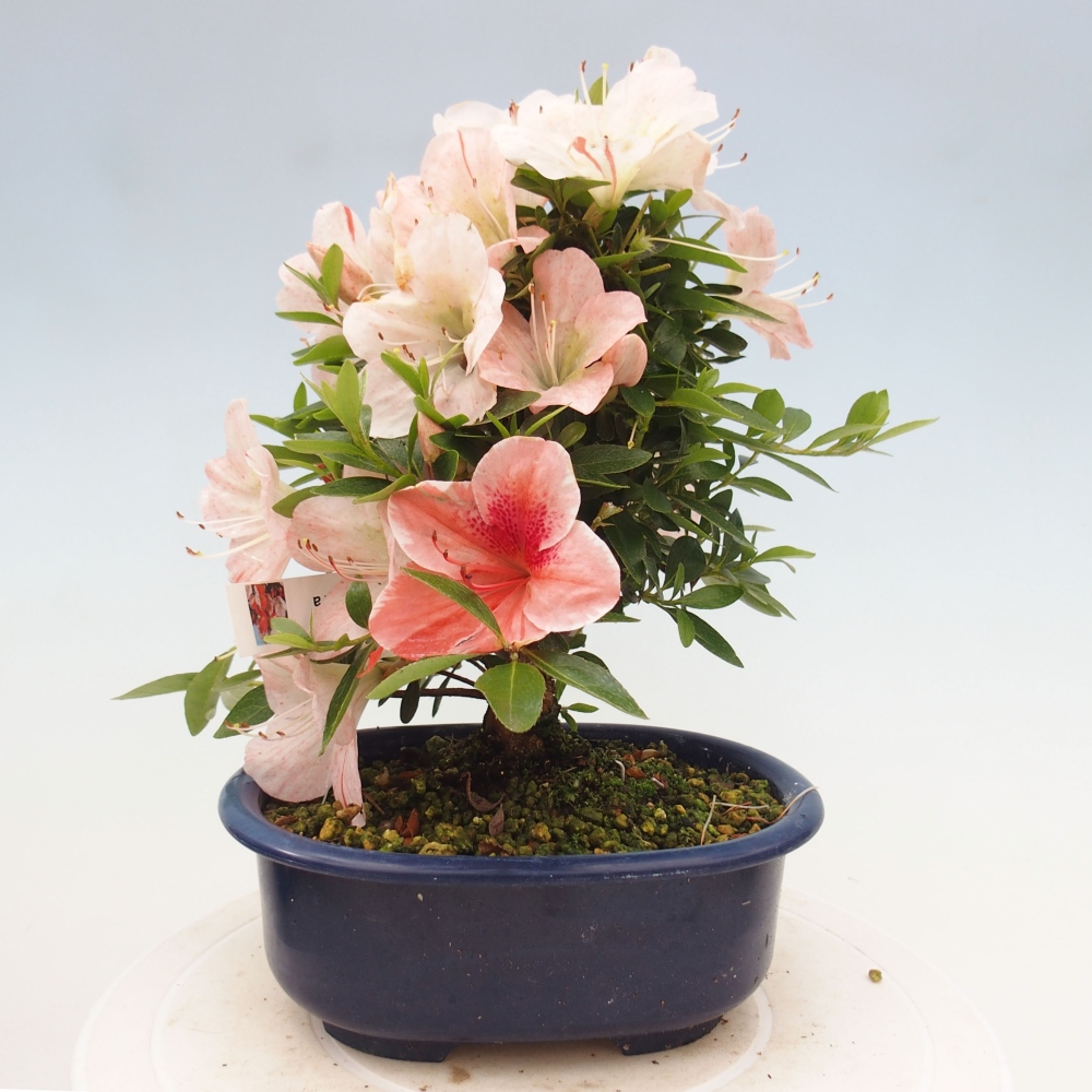 Vonkajší bonsai - Japonská azalka -  Azalea Asazakura