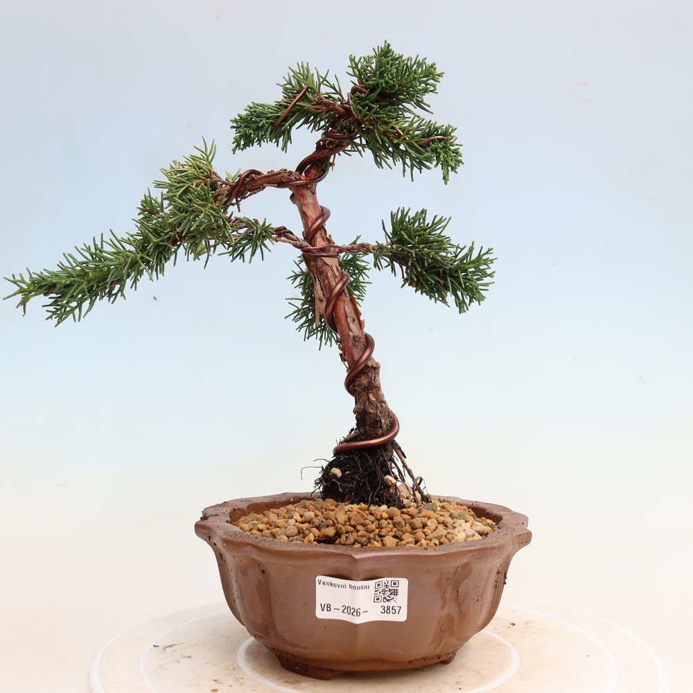 Vonkajší bonsaj - Juniperus chinensis Kishu