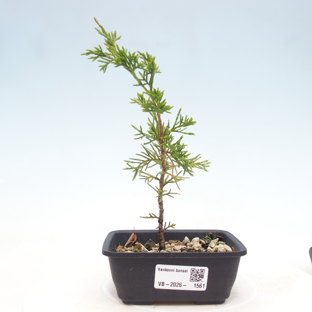 Vonkajší bonsaj - Juniperus chinensis Itoigawa