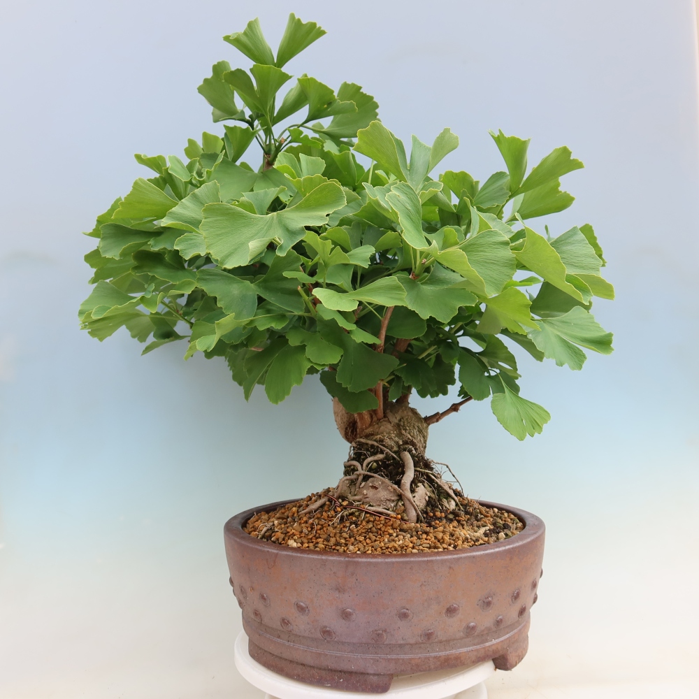 Vonkajšie bonsaje - Ginkgo biloba - Ginkgo biloba