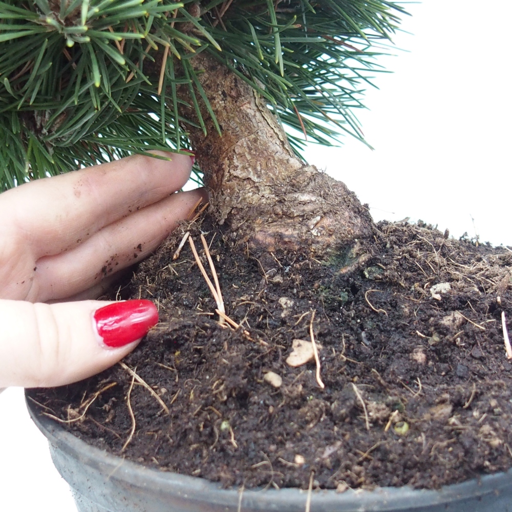 Vonkajšie bonsaje - Pinus thunbergii senjyumaru - borovica Thunbergova