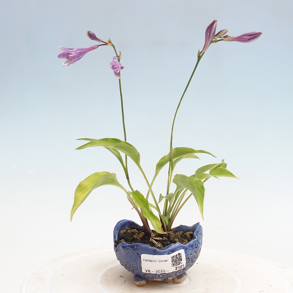 Vonkajšie bonsai - Mini Hosta - Bohyška