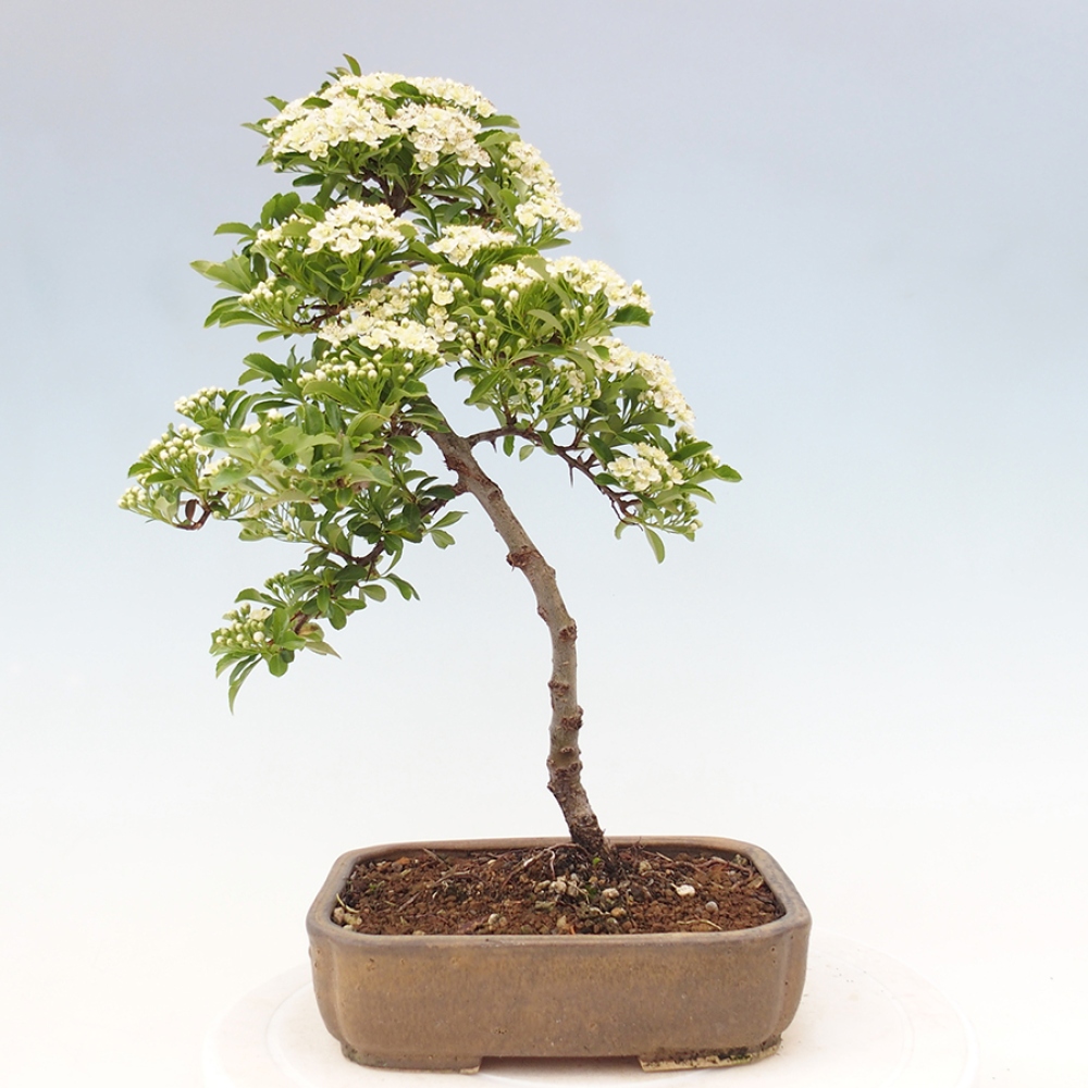 Vonkajšia bonsai-Pyracanta Teton -Hlohyně