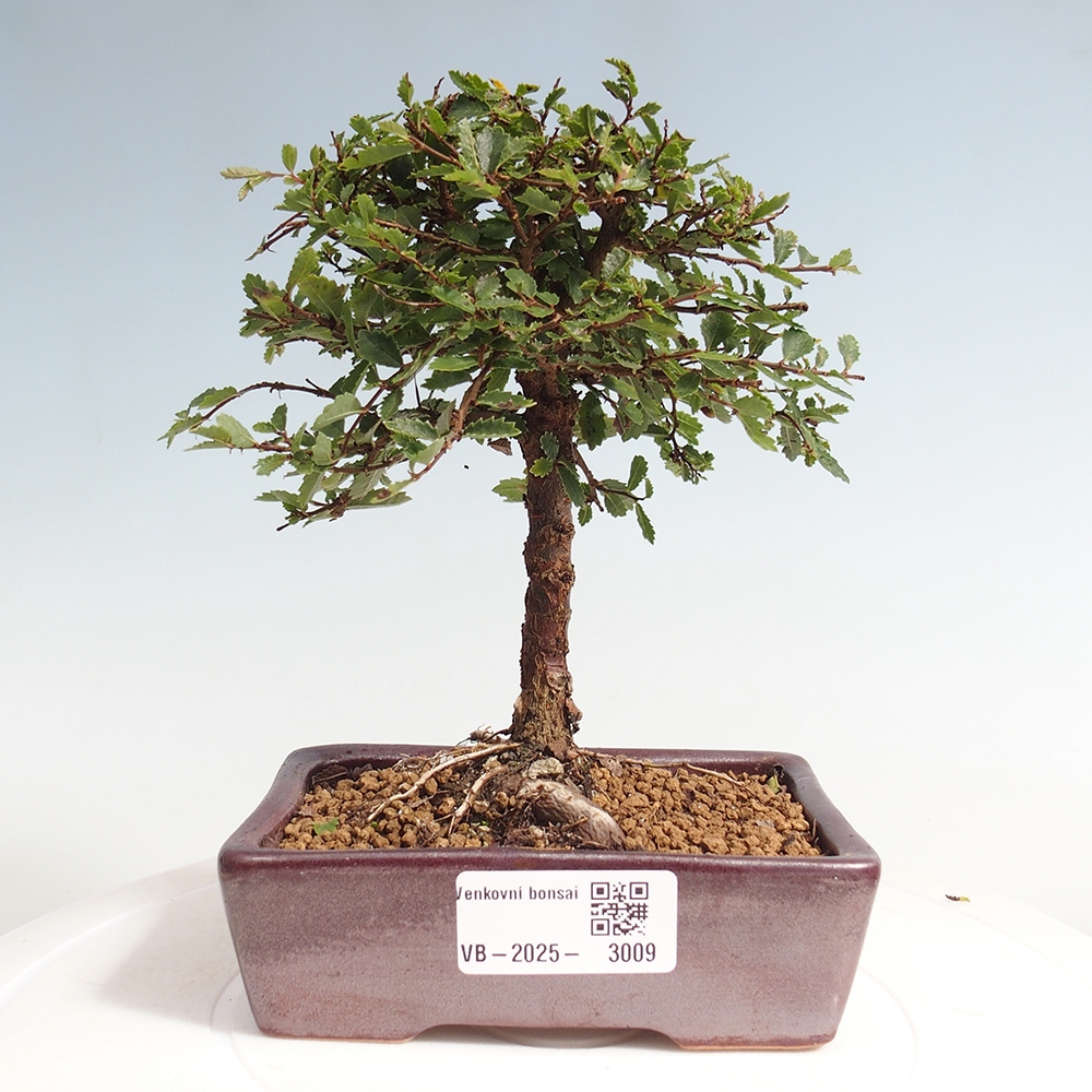Vonkajší bonsai - Ulmus parvifolia Sagei - Malolistý brest