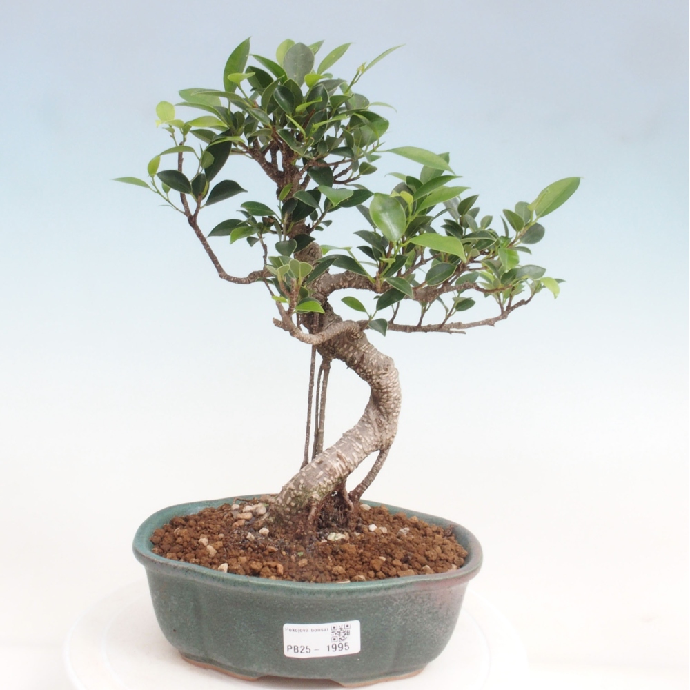 Izbová bonsai - Ficus retusa - malolistá fikus