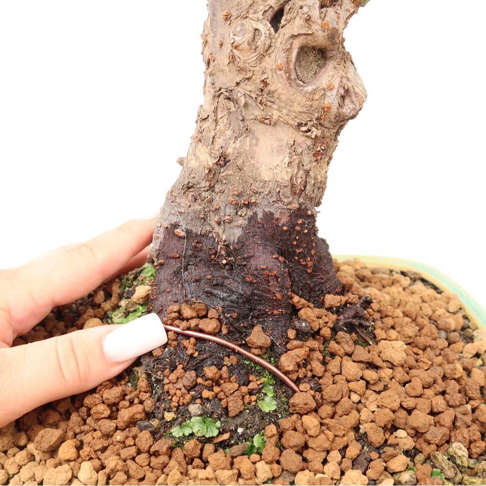 Vonkajšie bonsaje – Japonská marhuľa – Prunus Mume
