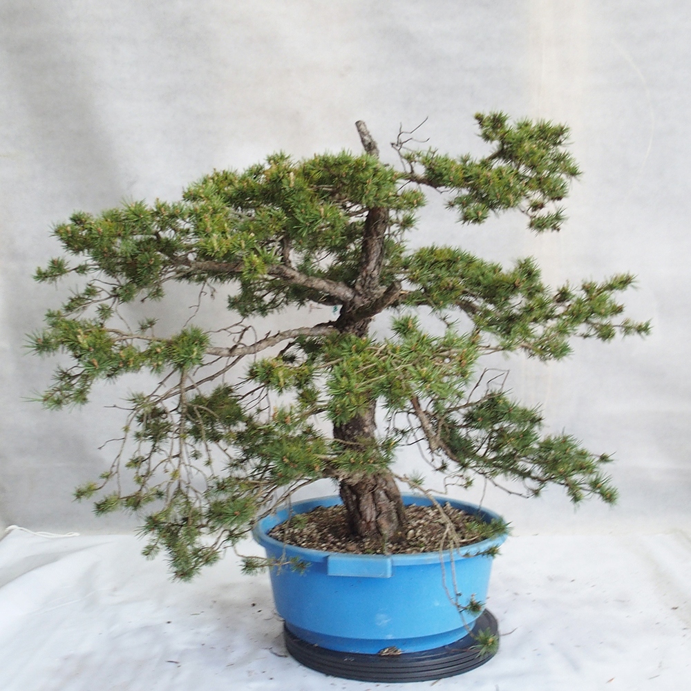 Yamadori - Pinus sylvestris 