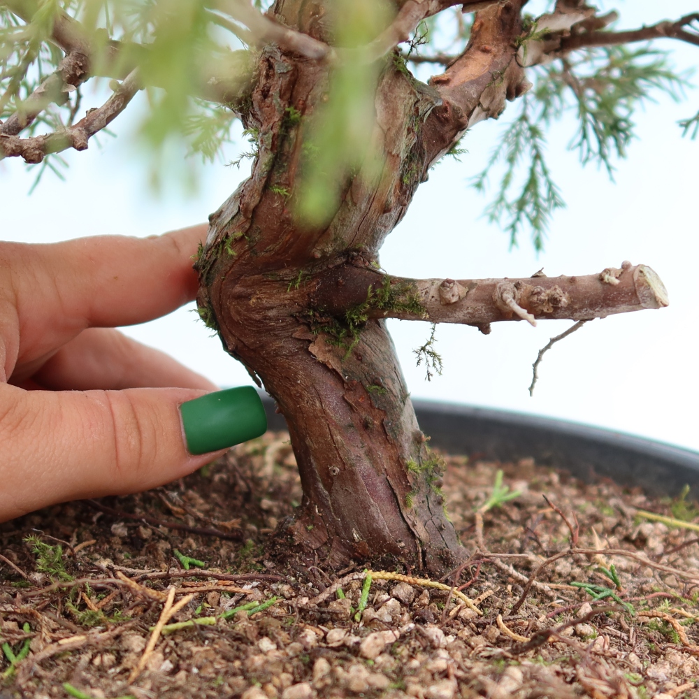 Vonkajší bonsai – Juniperus chinensis Itoigawa – čínsky jalovec