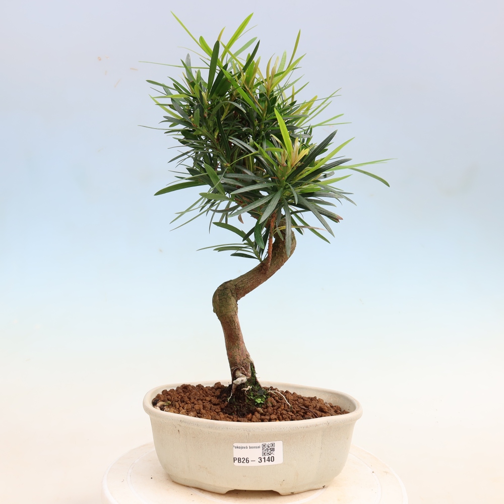 Izbové bonsaje - Podocarpus - Kamenný tis