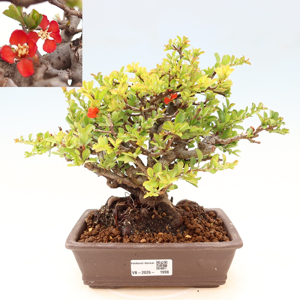 Vonkajší bonsaj - Chaneomeles speciosa Chojubai