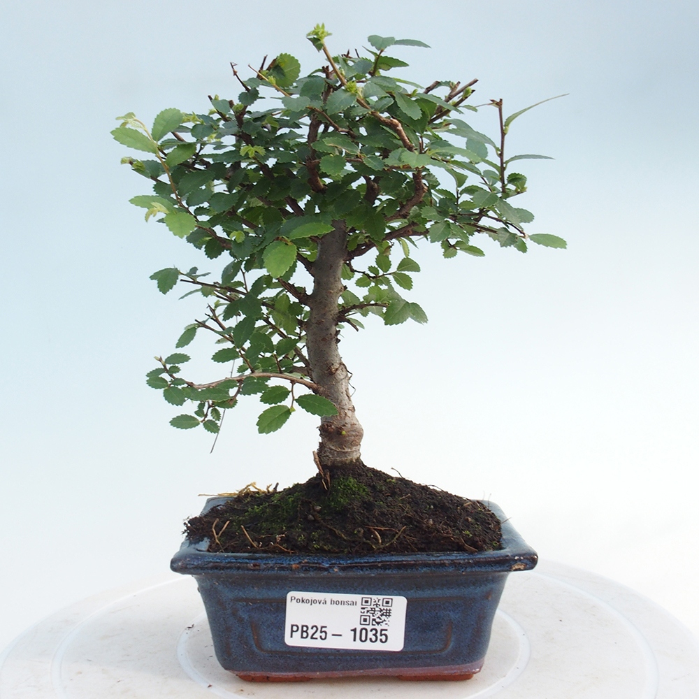 Izbová bonsai - Ulmus parvifolia - Malolistý brest