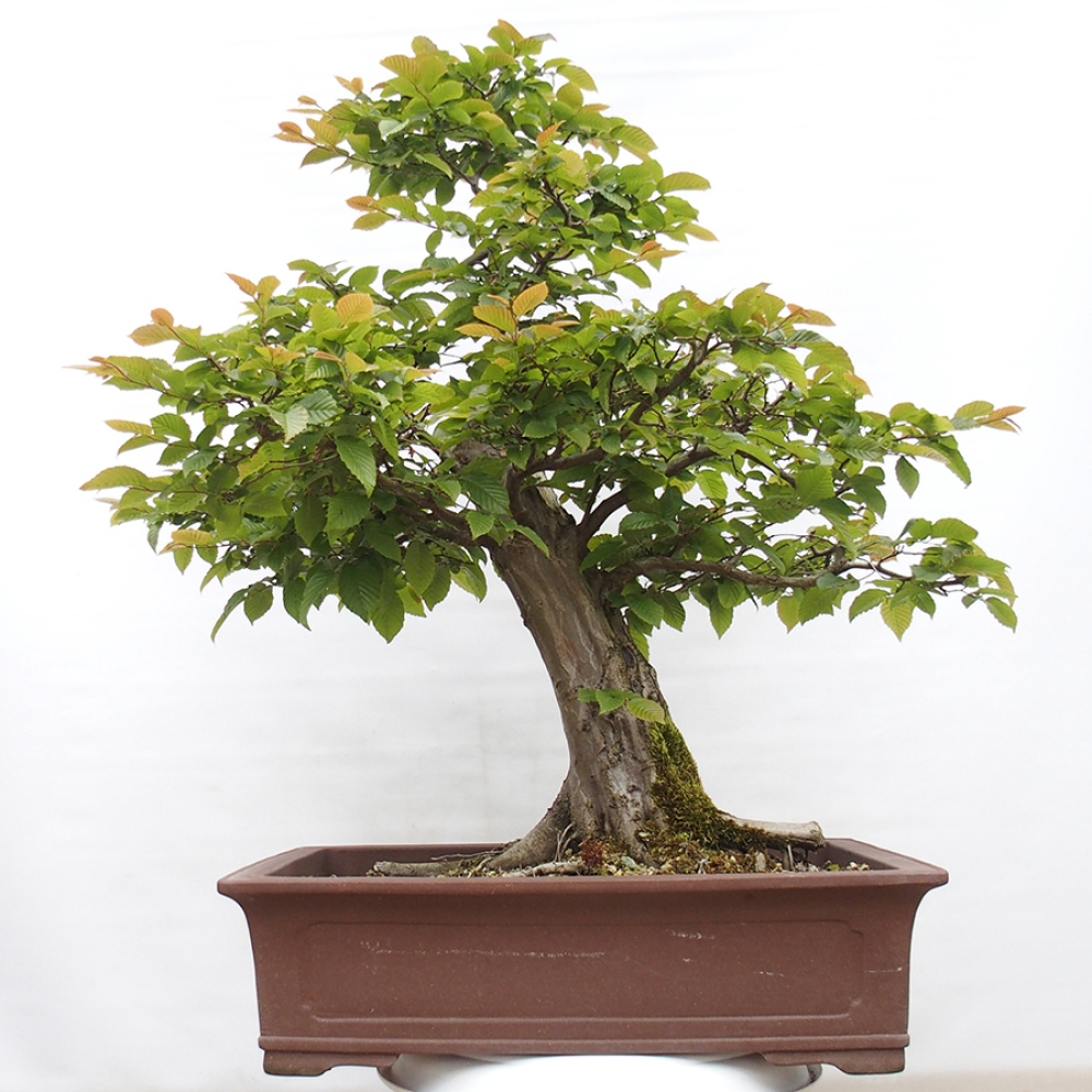Vonkajší bonsai - Hrab obyčajný - Carpinus betulus