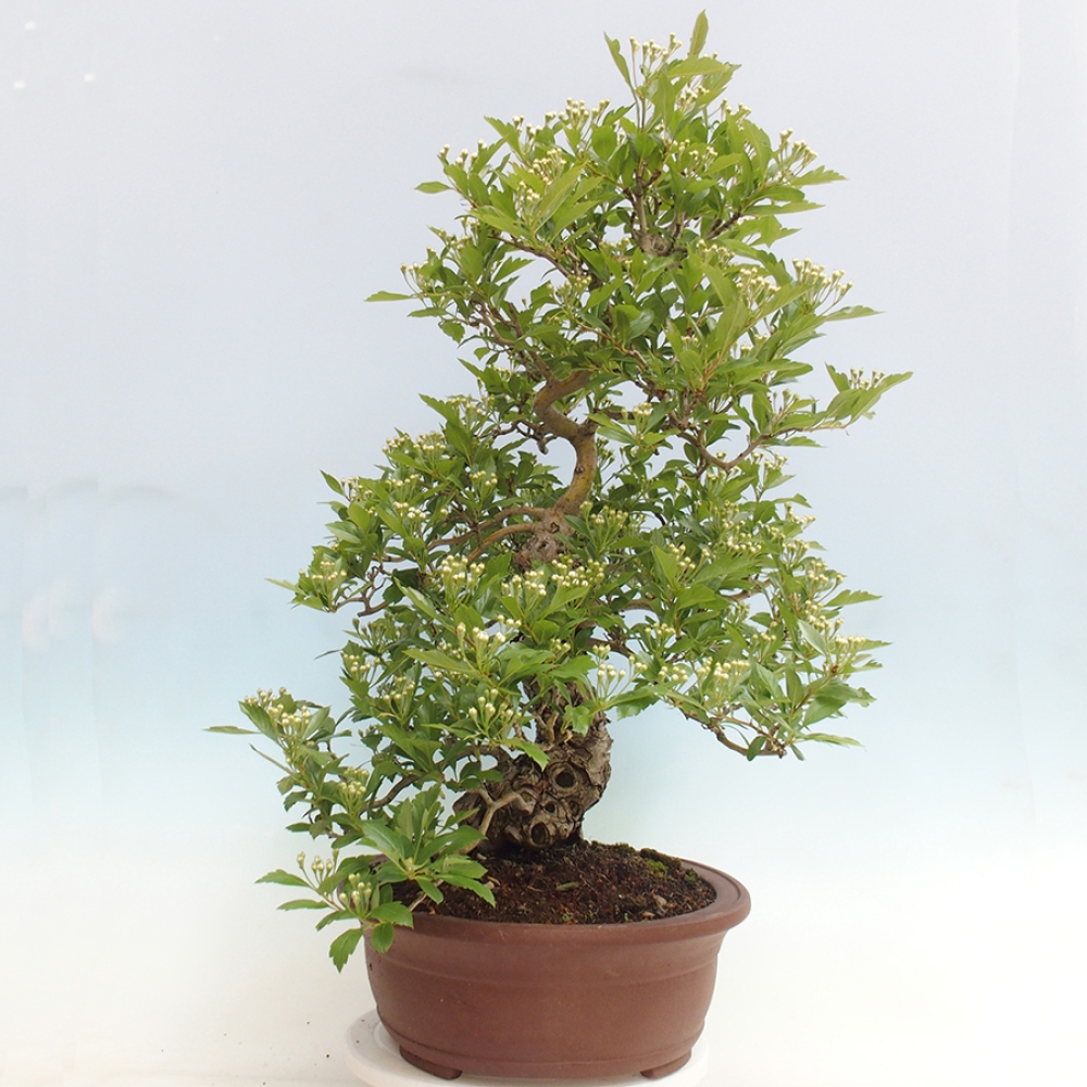 Vonkajší bonsai - Hloh klinovitý - Crataegus cuneata