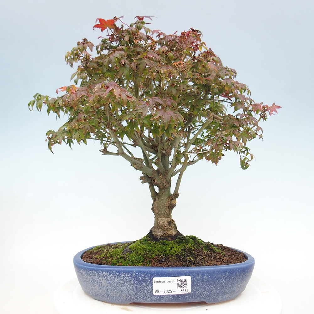 Acer palmatum KIOHIME - Javor palmetový