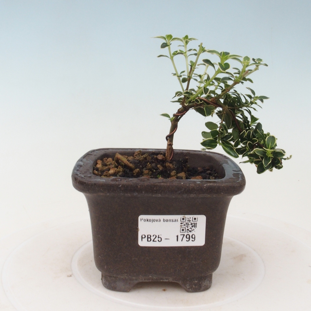 Izbová bonsai - Serissa foetida Variegata - Strom tisíce hviezd