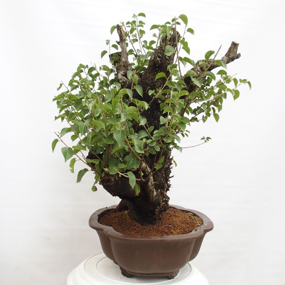 Vonkajšie bonsai - Mahalebka - Prunus mahalieb
