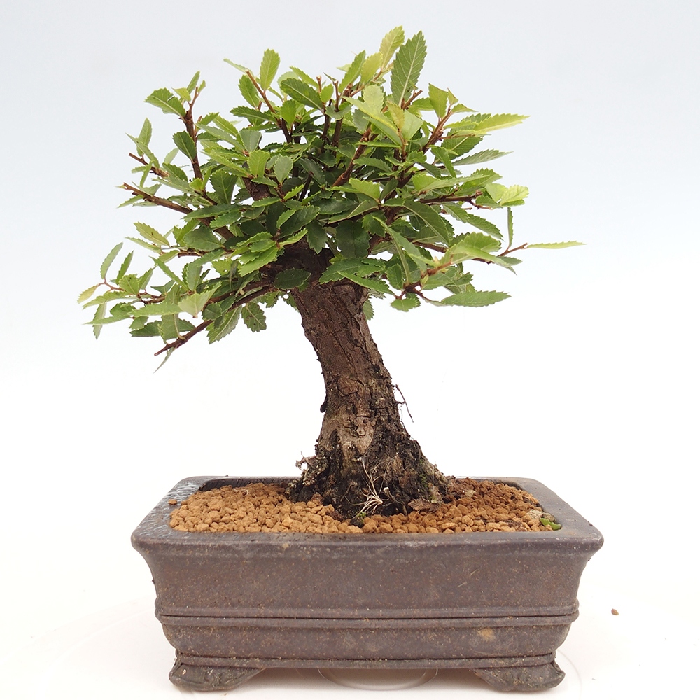 Vonkajšie bonsai - Zelkova - Zelkova Nirom