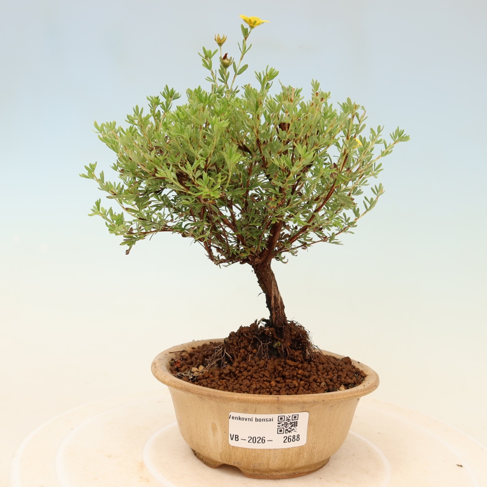 Vonkajší bonsai – Potentila fruticosa – Goldkissen