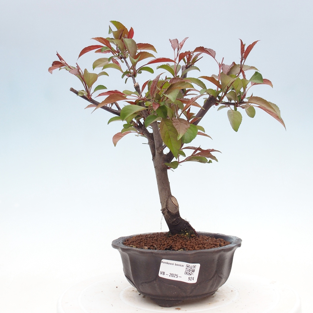 Vonkajší bonsai -Malus domestica - Maloplodá jabloň červenolistá