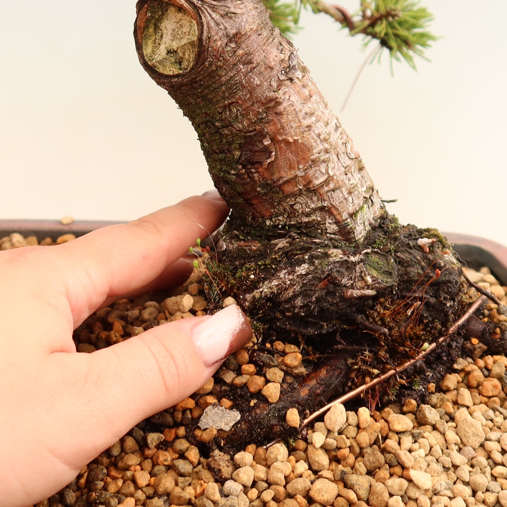 Vonkajšie bonsaje – Pinus mugo Humpy – borovica krivá