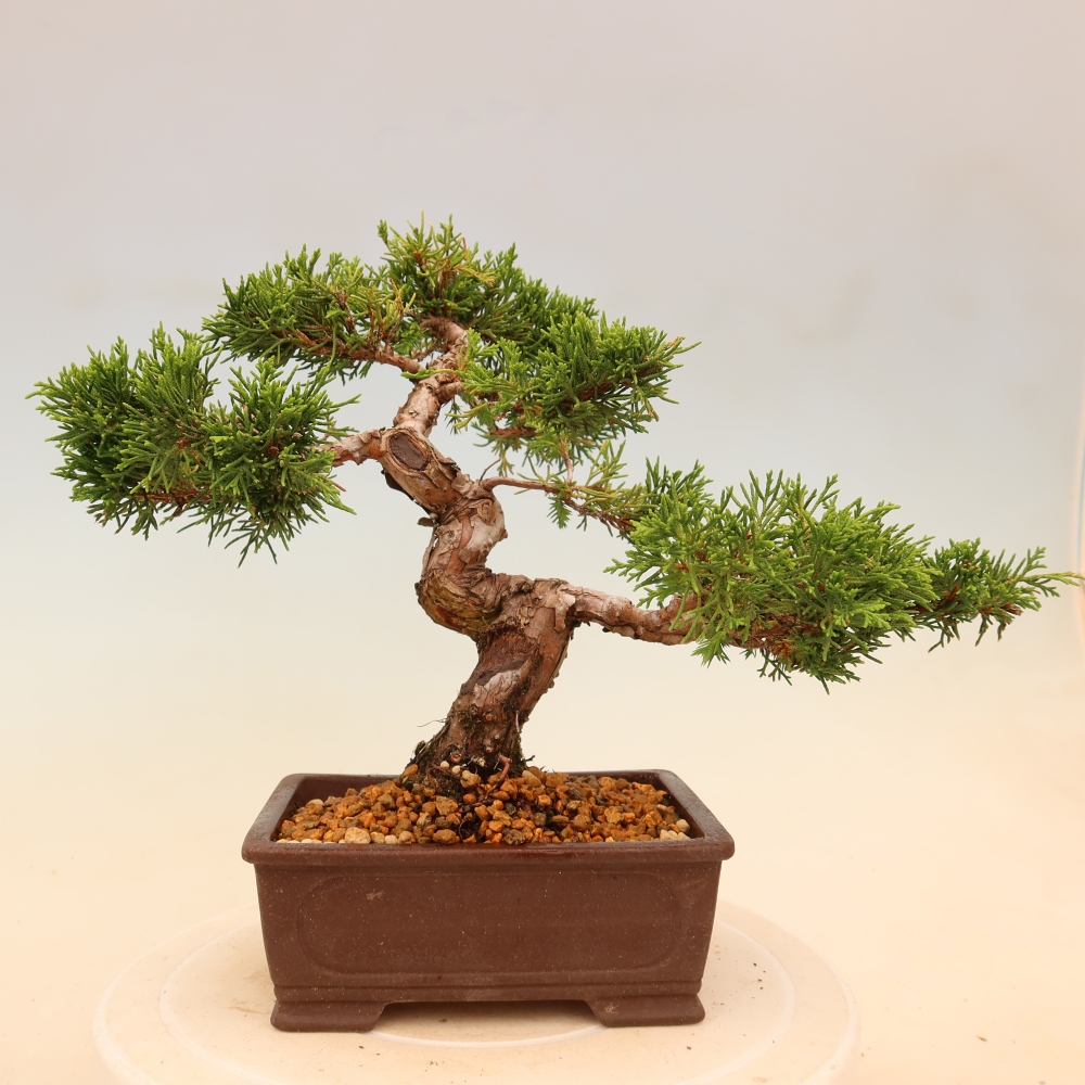 Vonkajší bonsaj - Juniperus chinensis Itoigawa