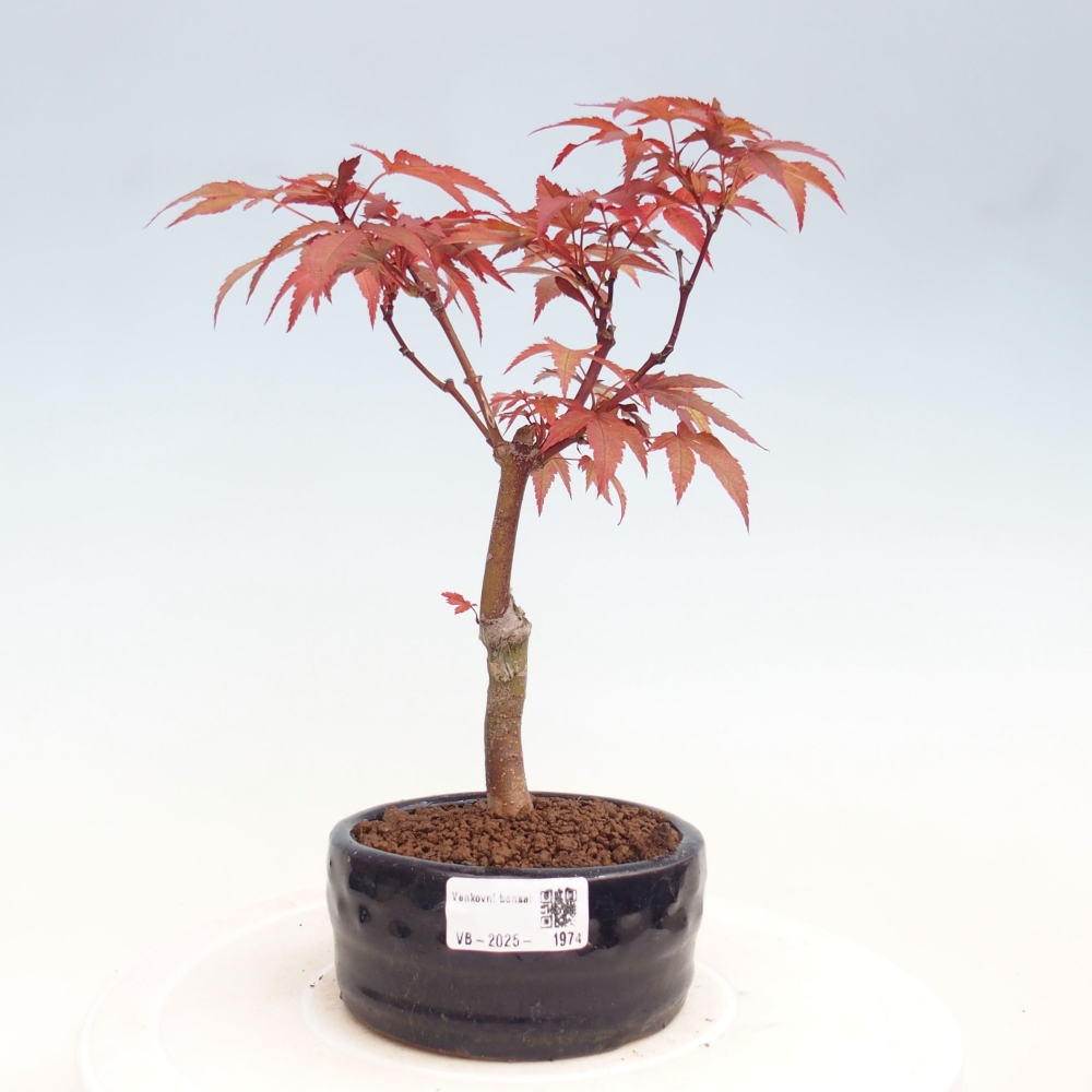 Vonkajší bonsai - Acer palm. Atropurpureum-Javor dlanitolistý