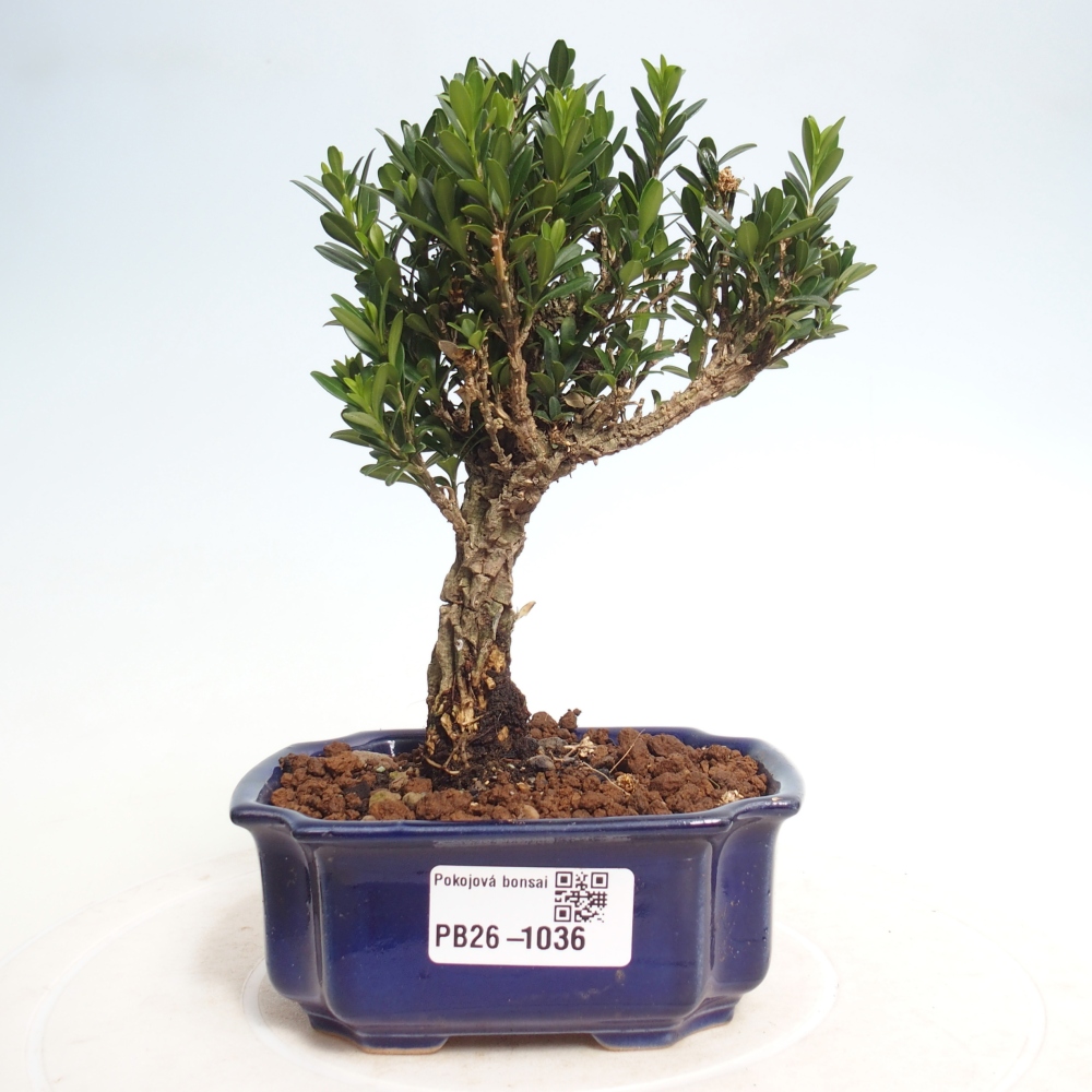 Izbové bonsaje - Buxus harlandii - korkový buxus