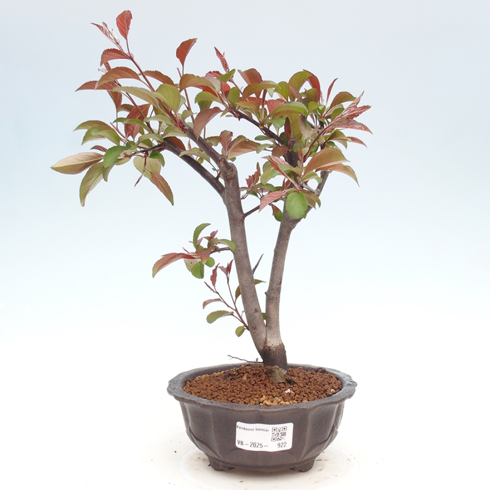 Vonkajší bonsai -Malus domestica - Maloplodá jabloň červenolistá
