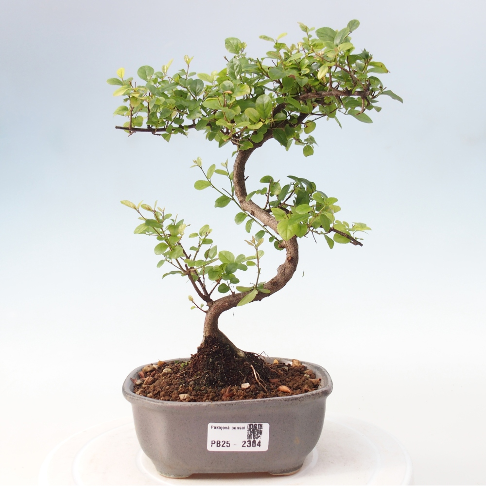 Izbová bonsai - Sagerécia thea - Sagerécia thea