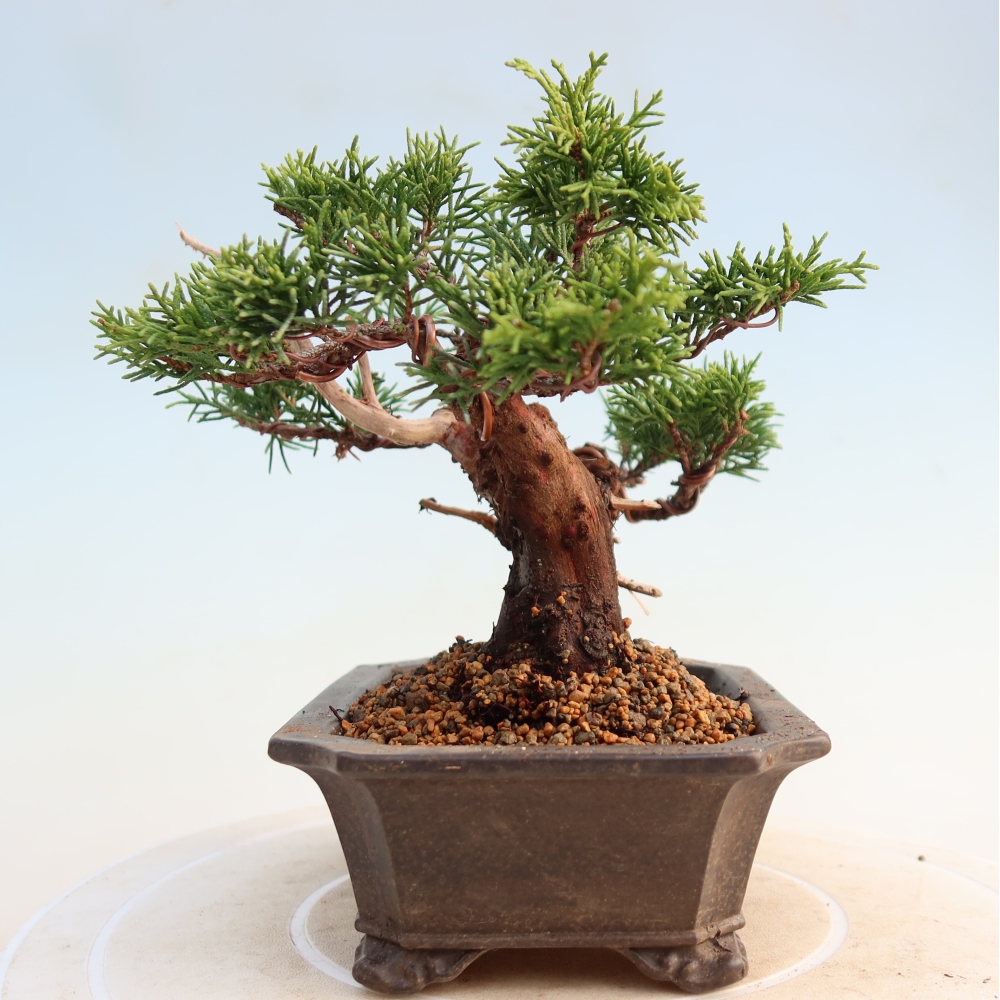 Vonkajší bonsai - Juniperus chinensis Itoigawa -Jalovec čínsky