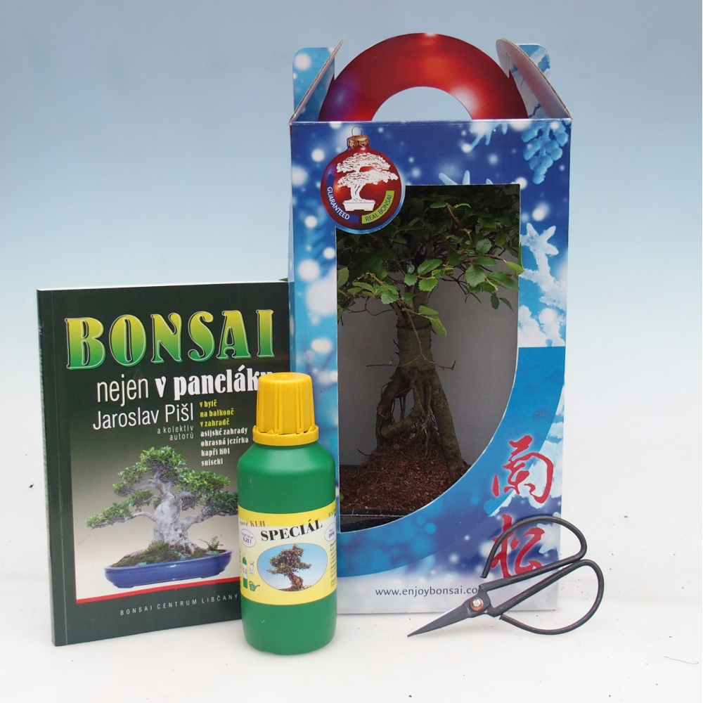 Ulmus parvifolia - brest čínsky